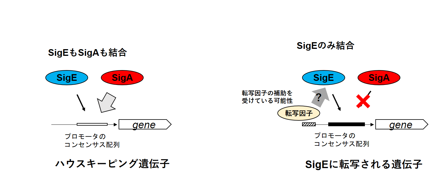 `̓]ʒ߂SVO}qƃv[^̊֌W̉𖾁`̓ƃoCIvX`bNYɊ֗^VO}q̃Qm̌ӏ