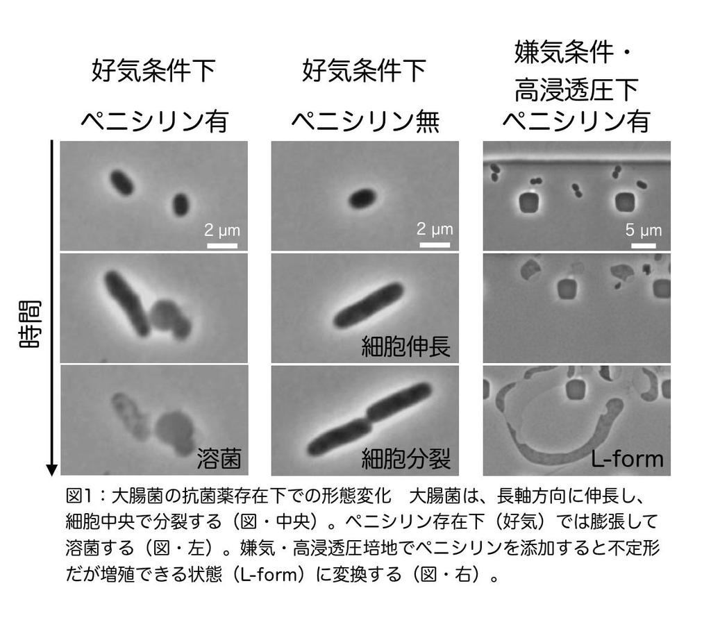 咰L-formɂāAuǍ̓A[olזȆ傫̋`זEւ̕ωɕKvł`ỉߒōזE`Ԃǂ̂悤Ɍ߂ꂽ̍l@`