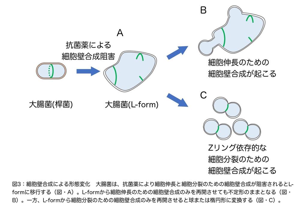 咰L-formɂāAuǍ̓A[olזȆ傫̋`זEւ̕ωɕKvł`ỉߒōזE`Ԃǂ̂悤Ɍ߂ꂽ̍l@`