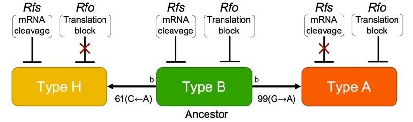 ysYƑwz~gRhAƊj̈`q̐iIRg̎𔭌I-ۊwp wTheoretical and Applied GeneticsxɌf