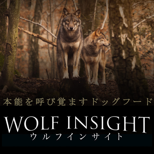 uWolf Insight (EtCTCg)v65/35V[YɂĐVi𔭔