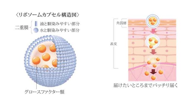 eTꔄACPARXuhuRERUJUvA܂єetiAō̃TNIeB܂єetuex eyelash serumv3/1ɔ