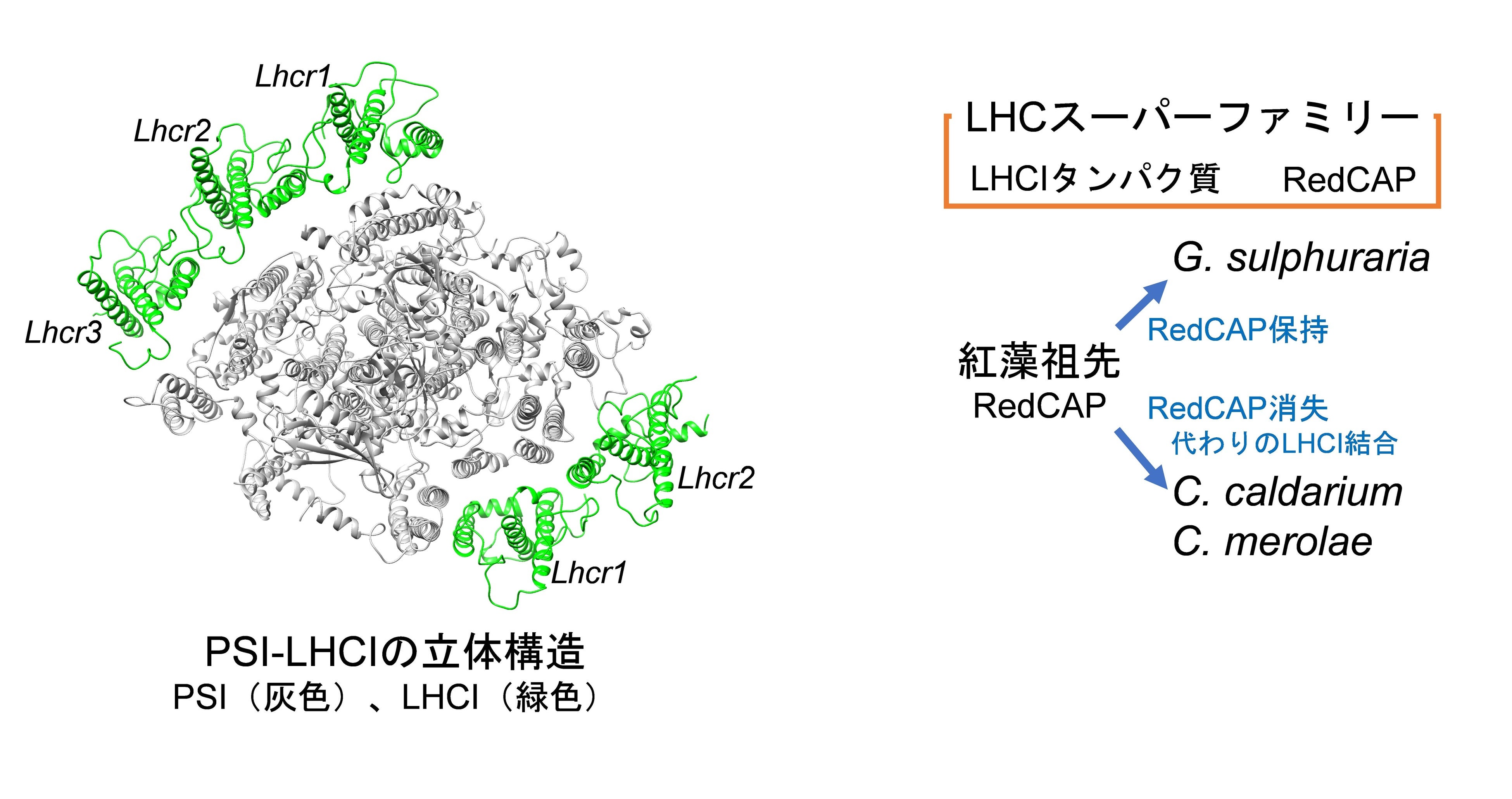 gCyanidium caldariumPSI-LHCÎ̗̍\LHC̕qỉ