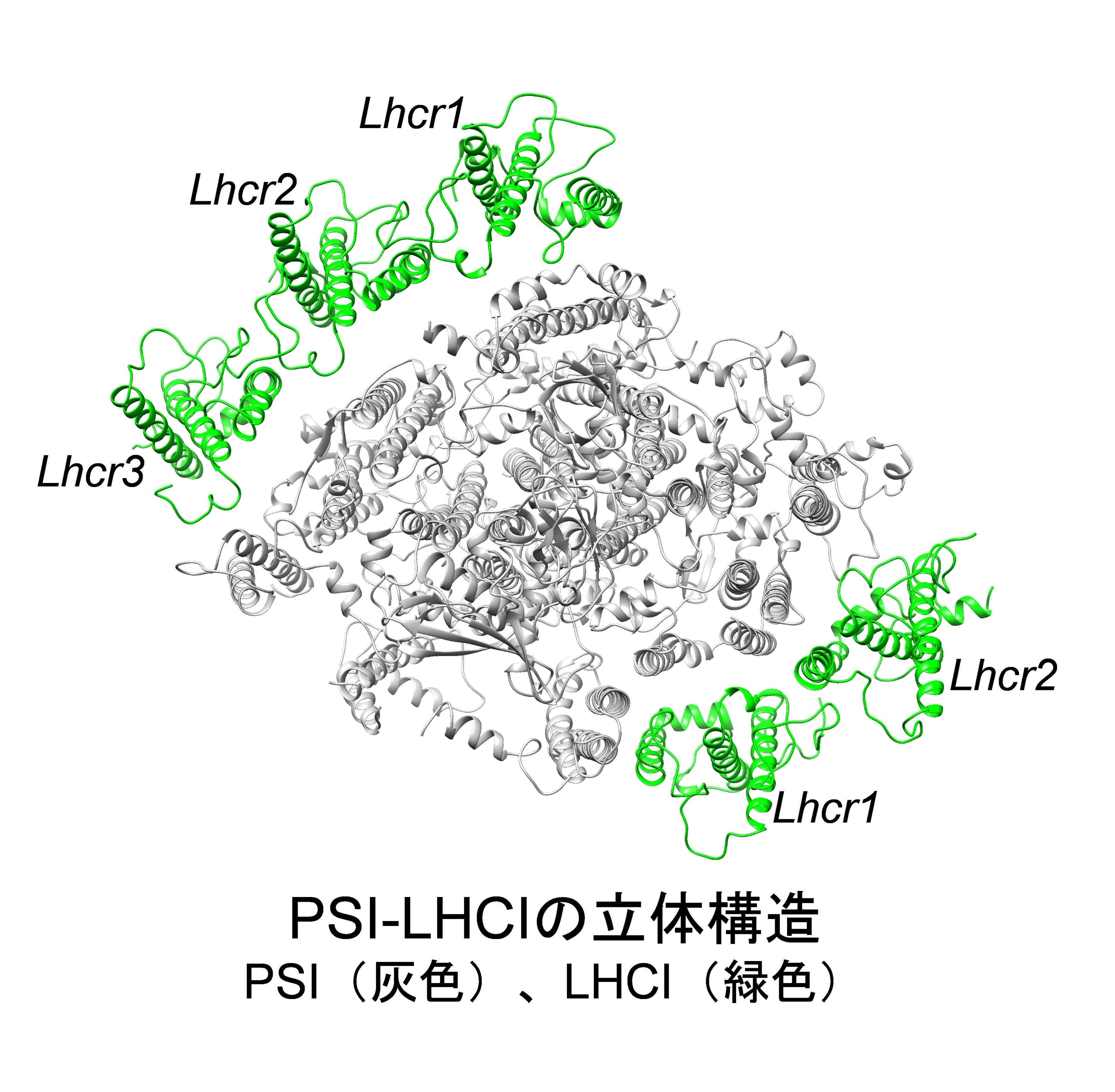 gCyanidium caldariumPSI-LHCÎ̗̍\LHC̕qỉ