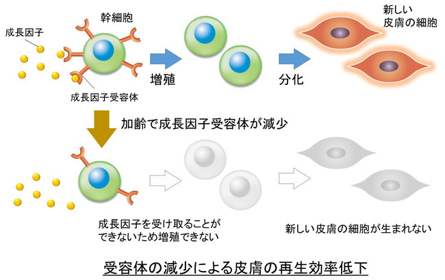 זE畆Đ邽߂ɕKvȎêɂƂȂĂ邱Ƃ𔭌