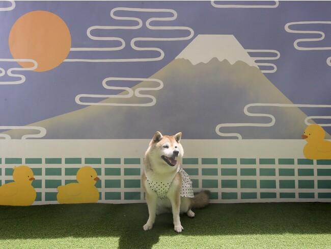 西伊豆の愛犬と泊まれる温泉旅館に2023年8月新客室が誕生！愛犬用ベッド完備の「ドッグフレンドリールーム」お試しプラン販売開始