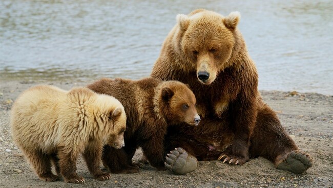 THE GALLERYZNVW@criʐ^WuBEARS with Wildlifev J