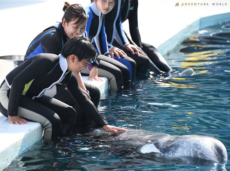 CJƉjIӂꂠXC~OTNԂɃAbvf[gčĊJuSwimming with Dolphin`Deep emotion`vJÂ܂I