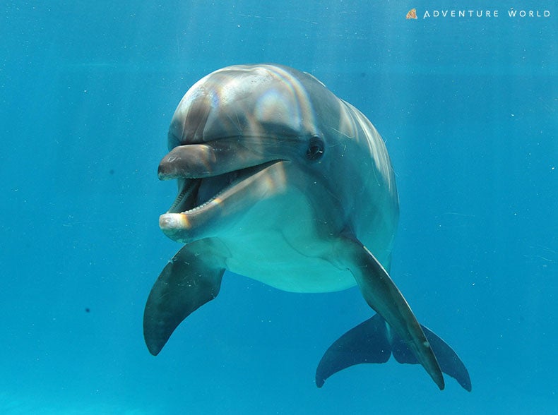 CJƉjIӂꂠXC~OTNԂɃAbvf[gčĊJuSwimming with Dolphin`Deep emotion`vJÂ܂I