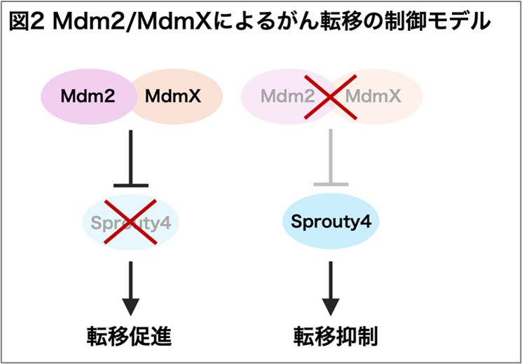 ̓]ڂ𒲐߂^pNMdm2ƐVȎdg݂𔭌`̐VȎÖ̊JɂȂ\`