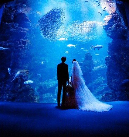 y[KCzeszs v Night Aquarium Wedding `̐قň𐾂` ̔Jn