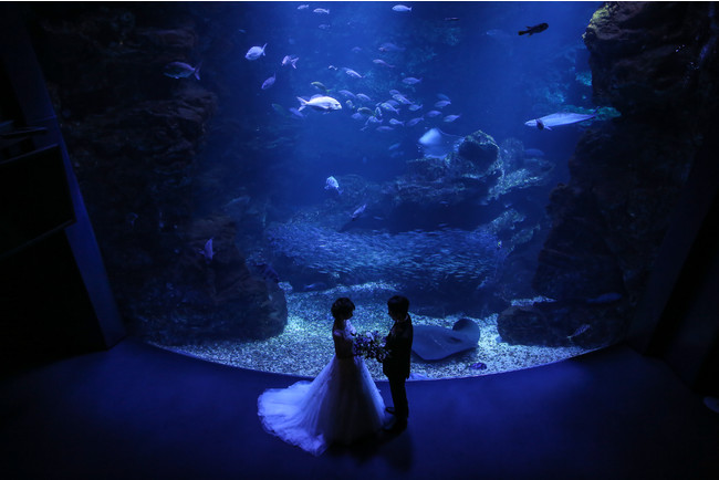 y[KCzeszs v Night Aquarium Wedding `̐قň𐾂` ̔Jn