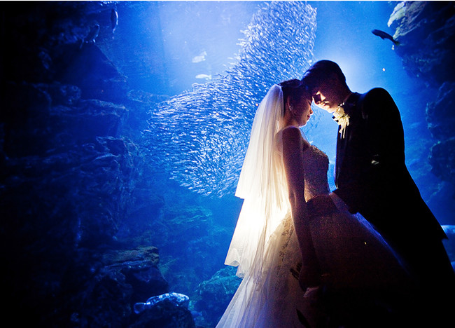 y[KCzeszs v Night Aquarium Wedding `̐قň𐾂` ̔Jn